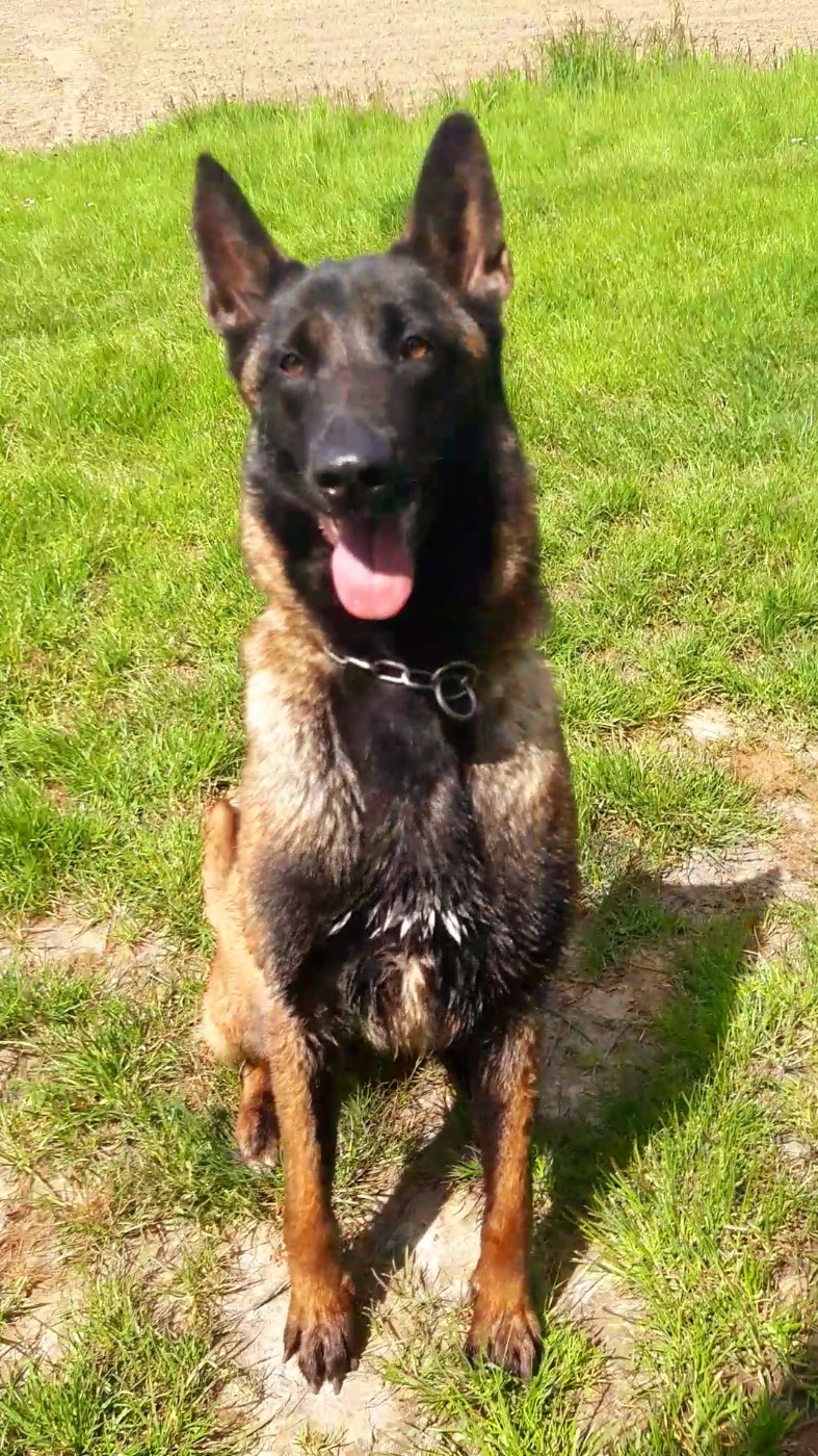 TAÏRA Des Guerriers Partisans