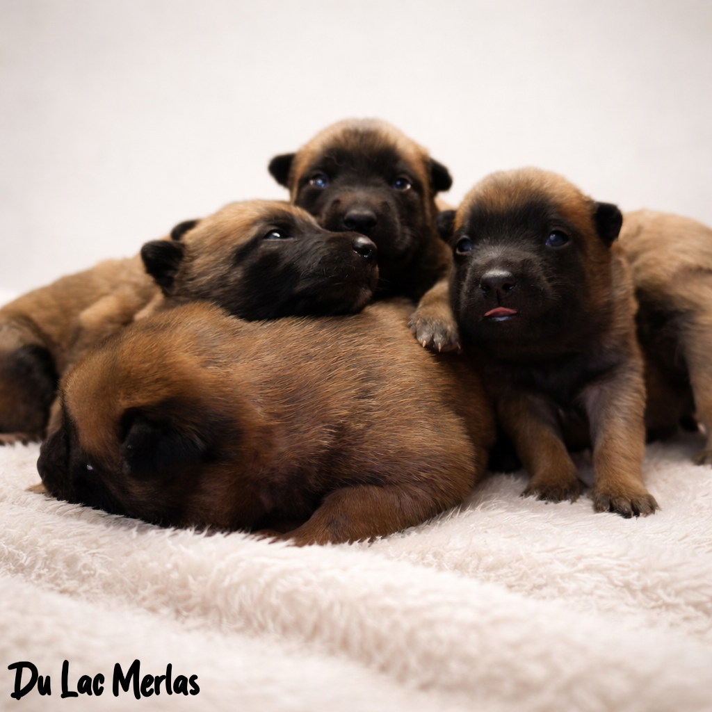 Chiot Berger Belge Du Lac Merlas
