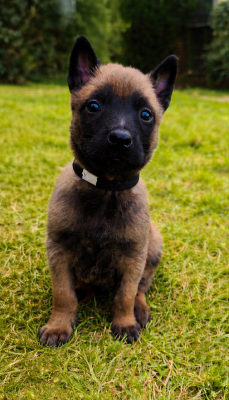 Chiot N°1