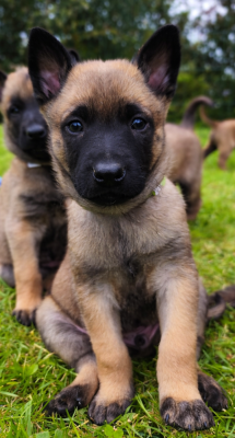 Chiot N°2