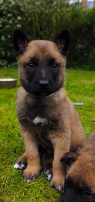 Chiot N°3