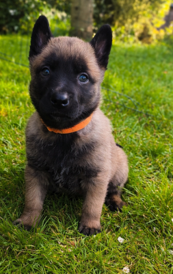 Chiot N°4