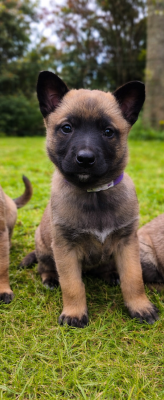 Chiot N°5