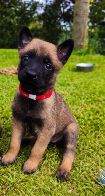 Chiot N°6