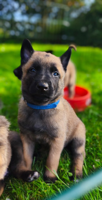 Chiot N°8