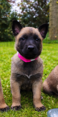 Chiot N°9