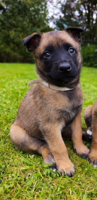 Chiot N°7